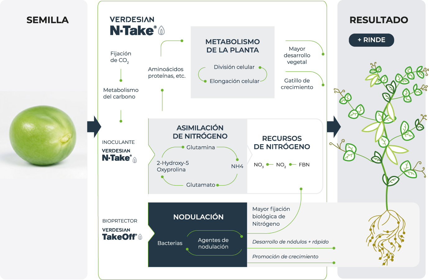 Modo de acción de N-Take y Take Off TS sobre metabolismo, nodulación y fijación biológica