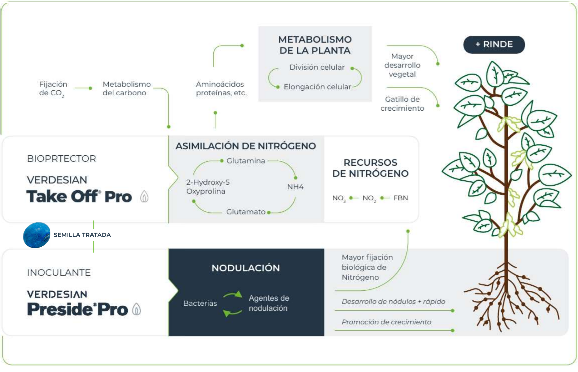 Diagrama del modo de acción de Preside Pro: semilla tratada y retroalimentación entre bacterias y agentes de nodulación, asimilación de nitrógeno y metabolismo vegetal