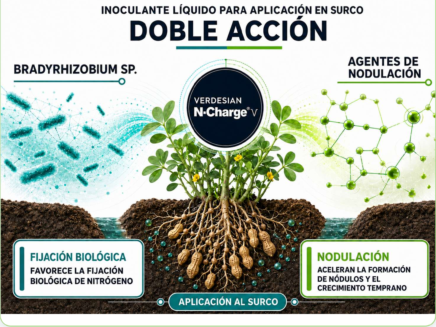 Doble acción de N-Charge mediante Bradyrhizobium y agentes de nodulación aplicados al surco