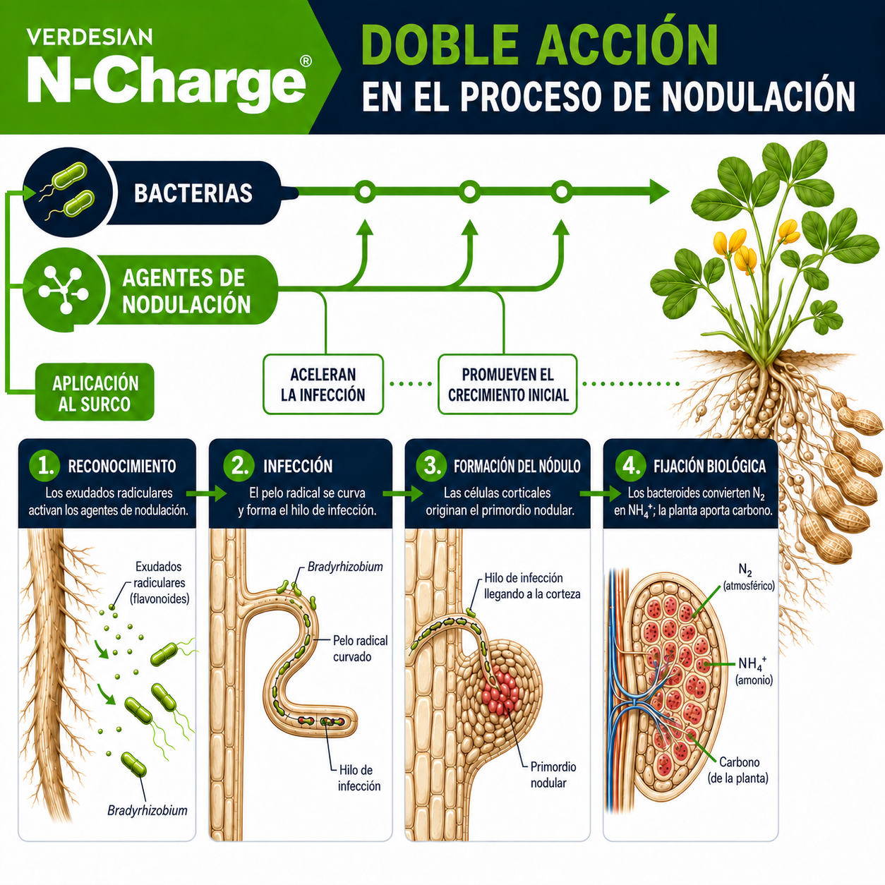 Doble acción de N-Charge durante reconocimiento, infección, formación del nódulo y fijación biológica