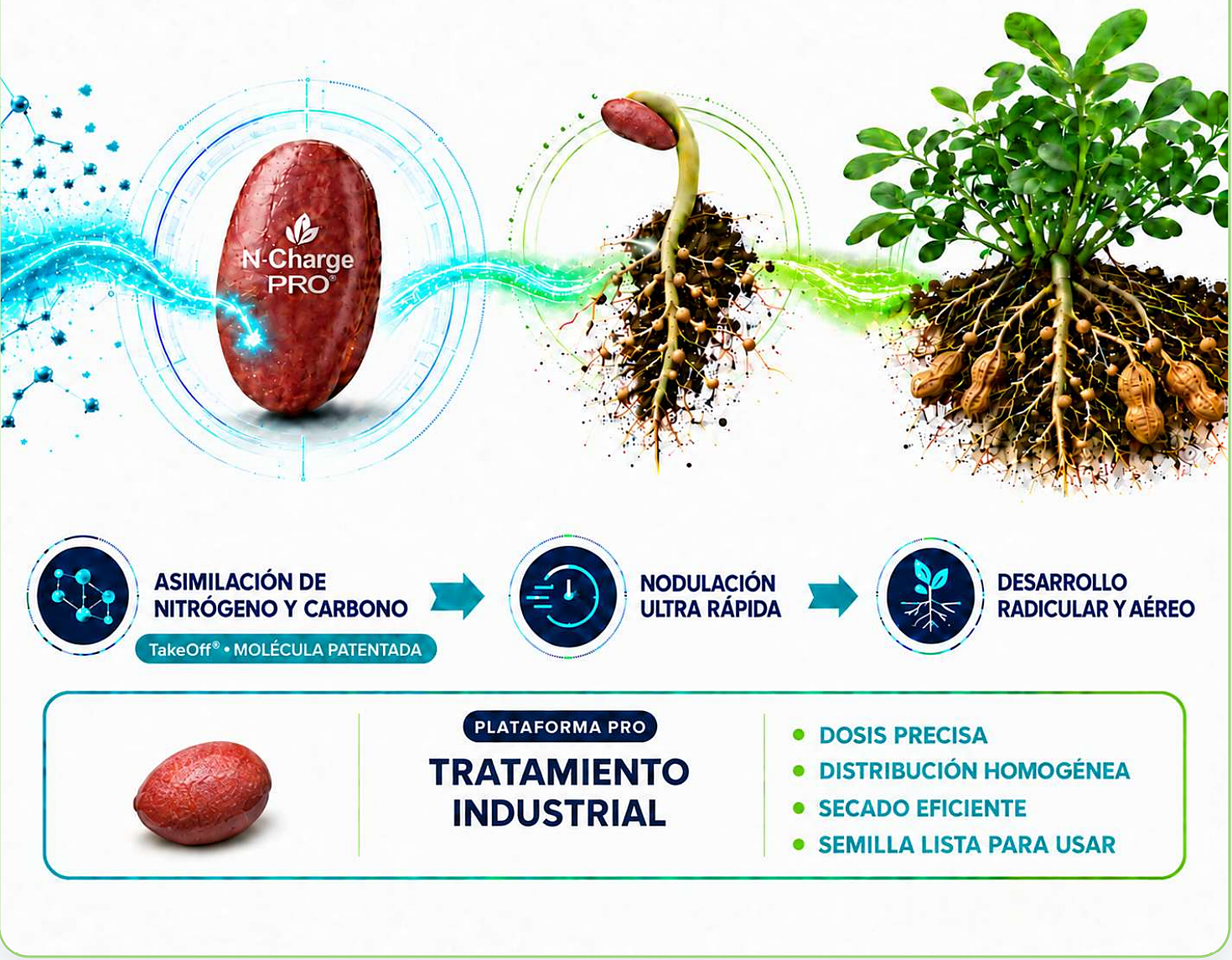 Tratamiento industrial de semillas de maní: asimilación de nitrógeno y carbono, nodulación ultrarrápida y desarrollo radicular y aéreo