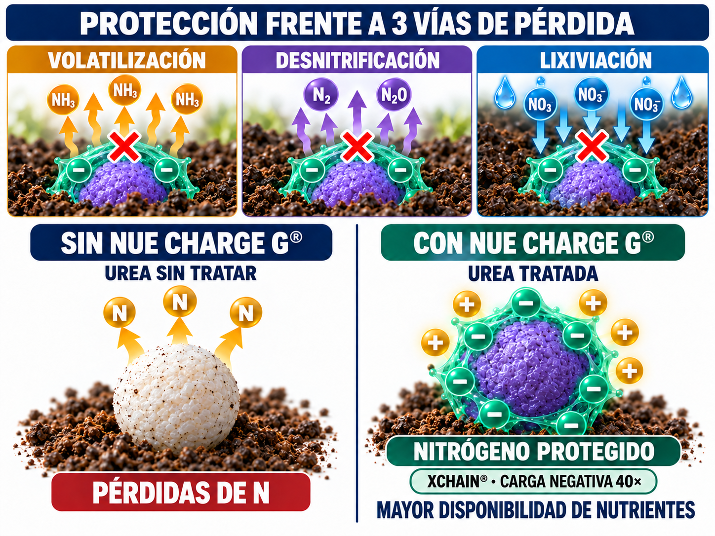 Protección frente a volatilización, desnitrificación y lixiviación; comparación de urea sin tratar y urea tratada con Nue Charge G