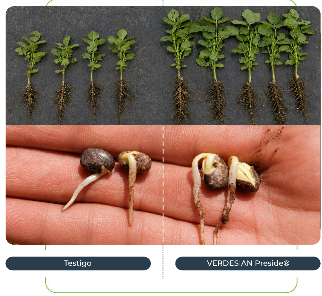 Comparación de plantas y germinación entre testigo y Verdesian Preside