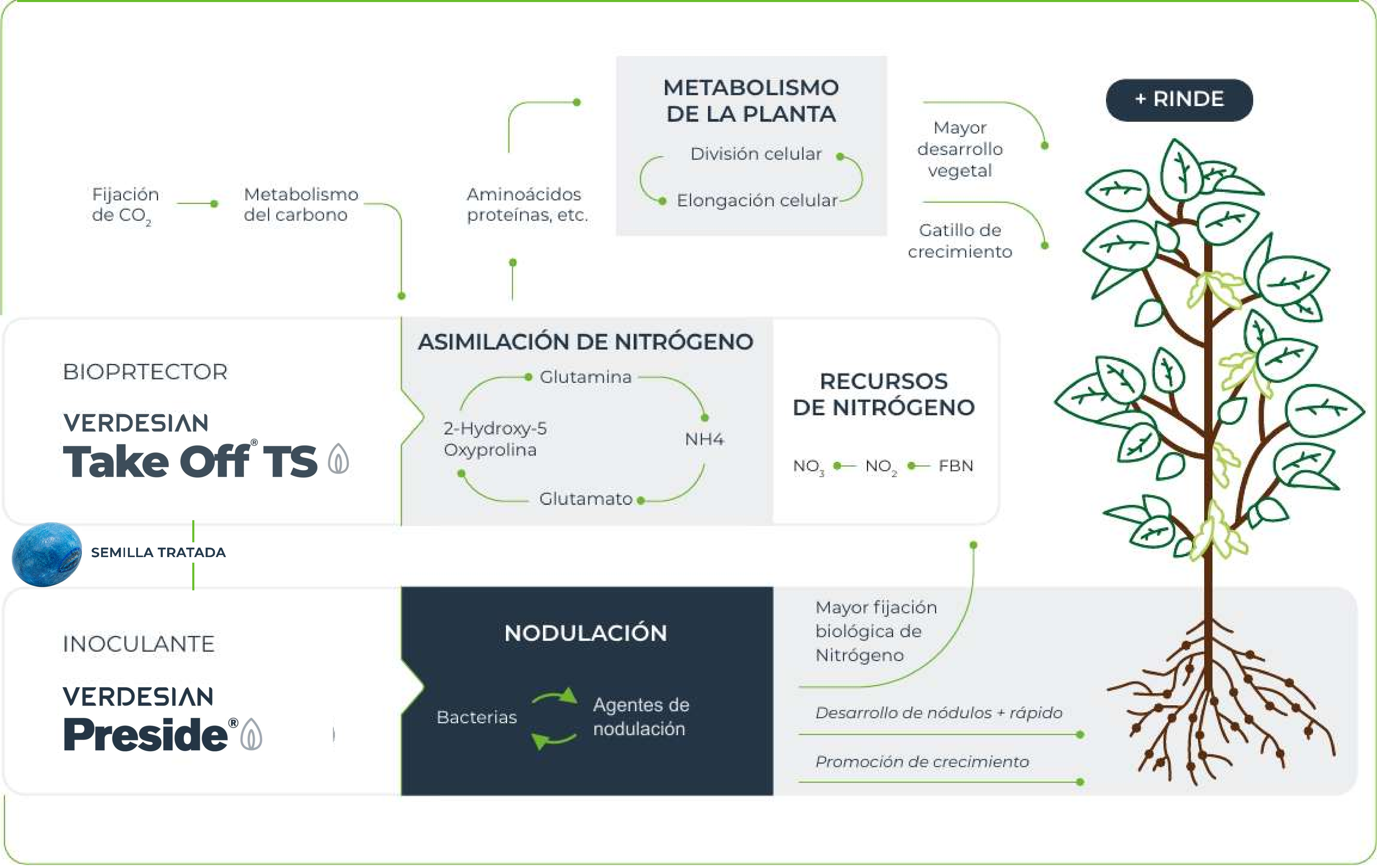 Modo de acción de Preside y Take Off TS con retroalimentación entre bacterias y agentes de nodulación, asimilación de nitrógeno y metabolismo vegetal