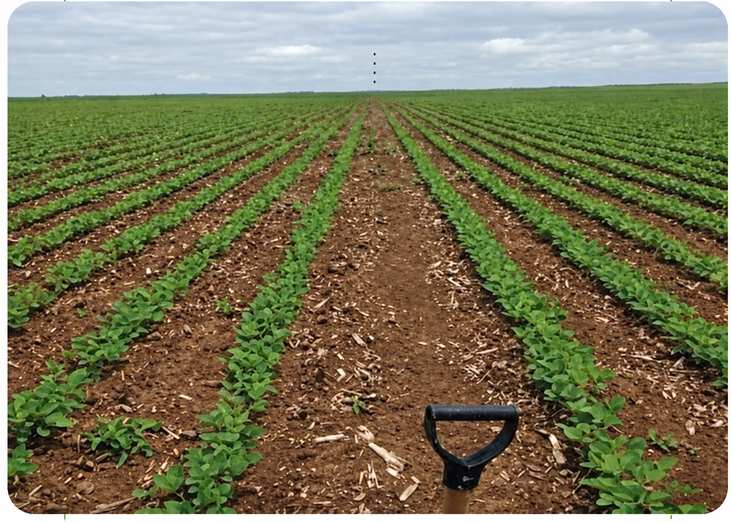 Parcelas de cultivo observadas a campo