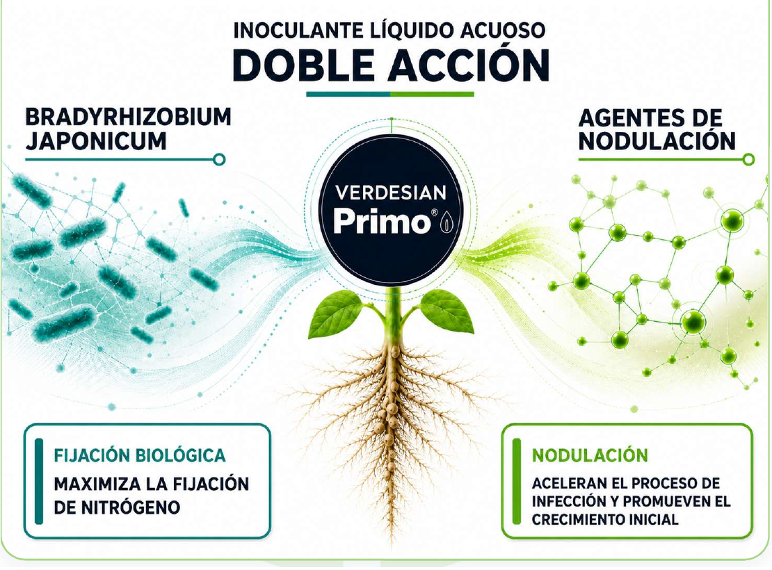 Doble acción de Primo mediante Bradyrhizobium japonicum y agentes de nodulación