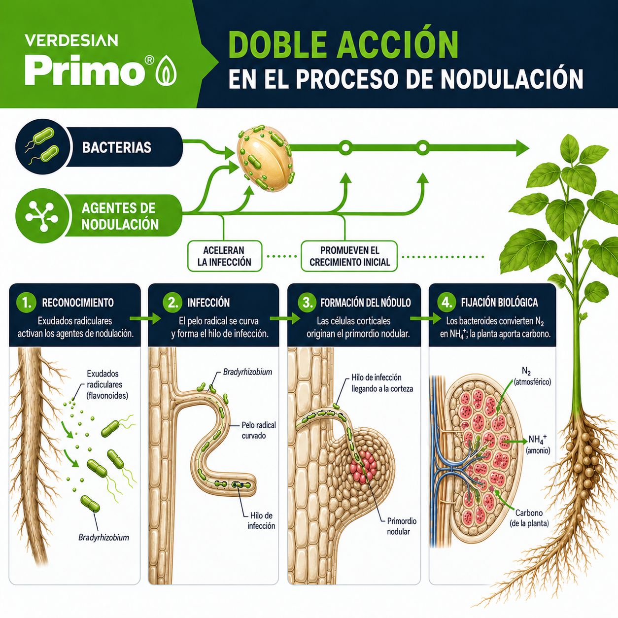 Doble acción de Primo durante reconocimiento, infección, formación del nódulo y fijación biológica